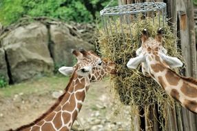 two giraffes eat hay at the zoo