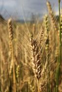 Close-up of cereals