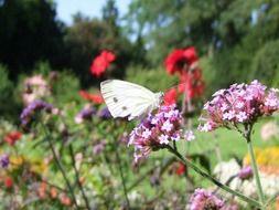 white butterfly on the wild flower