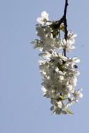 cherry blossom on a background of bright sky