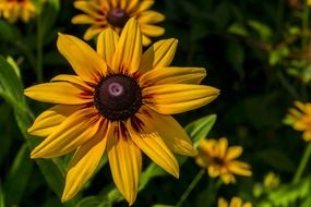 beautiful bright yellow flower in garden