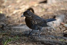 bird on the ground in the forest