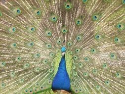 peacock displaying its tail