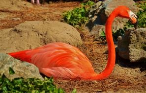 pink flamingo at the zoo