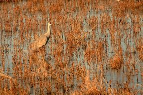 A bird is standing in a swamp as a disguise