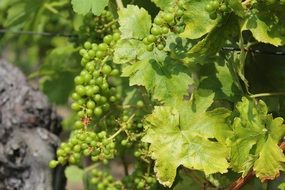 green grapes in a vineyard