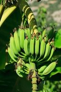 Green banana branch