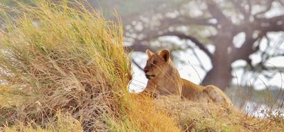 lioness lying on the grass in Tanzania