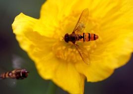 hoverfly blossom
