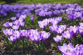 Glade of blue crocuses in the sunlight