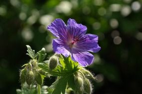 purple cranesbill