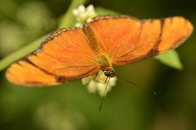 Close-up of the orange butterfly