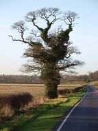 Picture of oak tree on a roadside