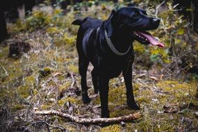 Black labrador in the forest