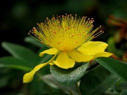 Close-up of blooming St. John's wort