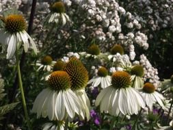 blooming garden in holland