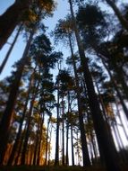 tall trees in the forest against the sky