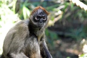 cute monkey animal wildlife portrait