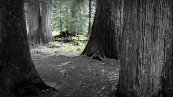 Large trees in a dark forest
