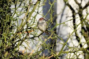 little bird on a prickly bush