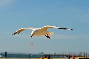 wonderful seagull bird