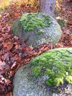moss on stone