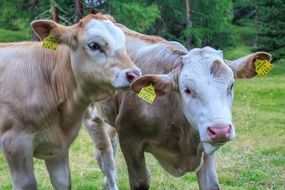 two calves in an alpine pasture