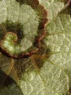 spiral green leaf