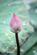 Beautiful and colorful lotus flower in the water