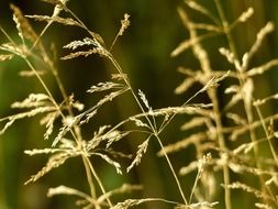 thin summer grass in the meadow closeup