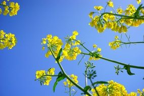 closeup picture of yellow rape inflorescence in the blue sky