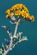 yellow flower close