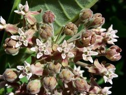 asclepias syriaca plant close-up