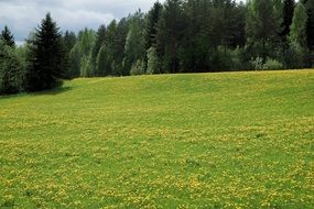 Beautiful landscape with the field with yellow dandelions among the trees