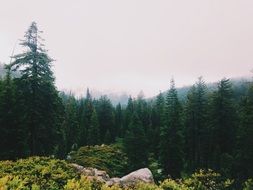 Beautiful wild forest with colorful plants in fog