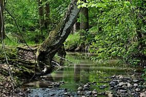 stream on stone bad in green forest