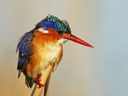 colorful kingfisher bird close-up