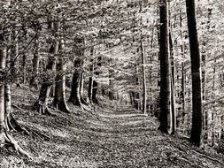 wide trail in the forest in monochrome image