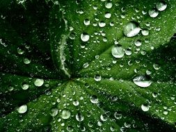 Dew drops on the green leaf