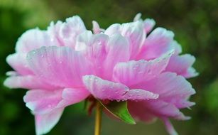 closeup photo of flower pink and water drops