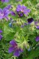 violet cranesbill blossoms