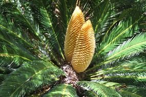Seeds of the fern