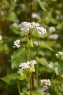 buckwheat flowers