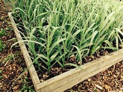 Green shoots of garlic in a wooden box