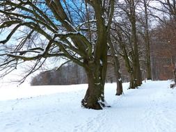 tree avenue in the snowy winter