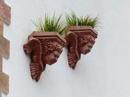 hauswand plant