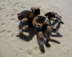 Tarantula on white sand