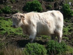 Scottish cow on pasture