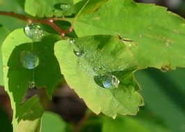 closeup picture of raindrops on a leaf of a tree