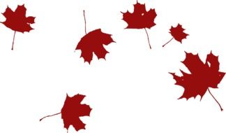 maple falling wind drawing